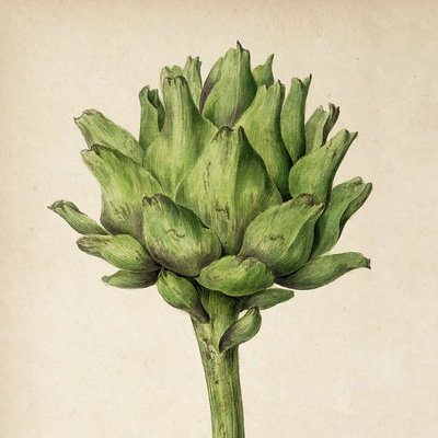 artichoke.connoisseur picture