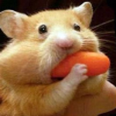Jollyhamster picture