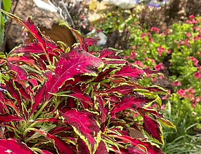 carissabarker picture