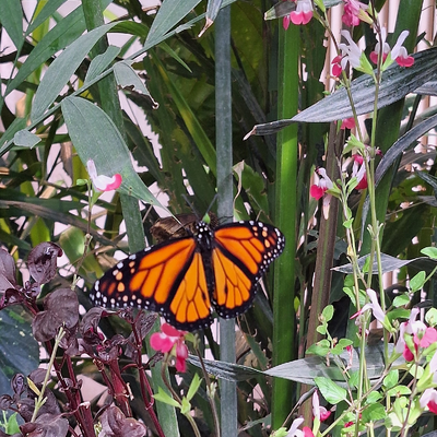 Flawless_Weirdo picture