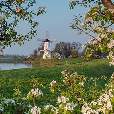 Dutchie.Sonja picture