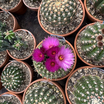 kaktusblume picture