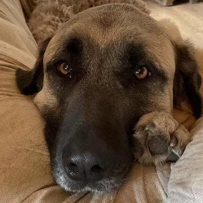 canadadogman picture