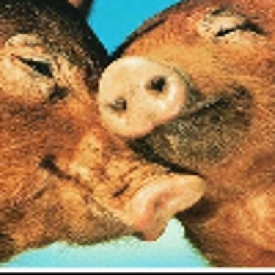 LeQuirkySwegan picture