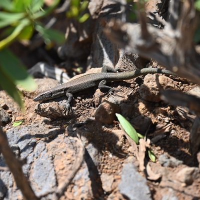 UllewaNiePada picture