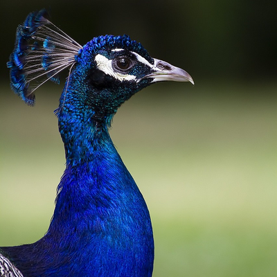 SillyPeacock picture