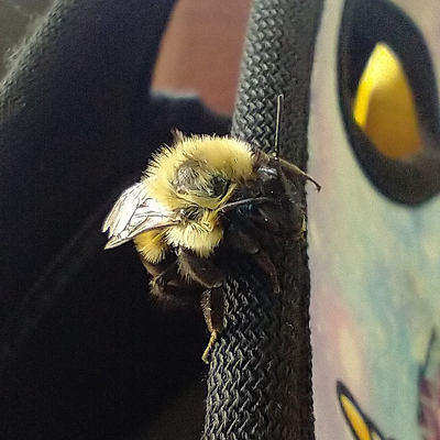 Alisabedeesa picture