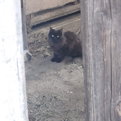 CrazyCattLady picture