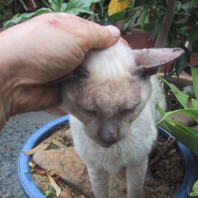 VeganPunkAtheist picture