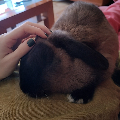 vSleepyBunnyv picture