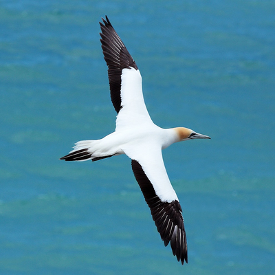 gannet picture