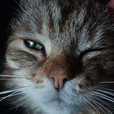 Eliwiederdrache picture