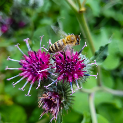 PatriciaSpitzmaus picture