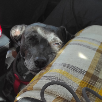 PaoPotterhead picture