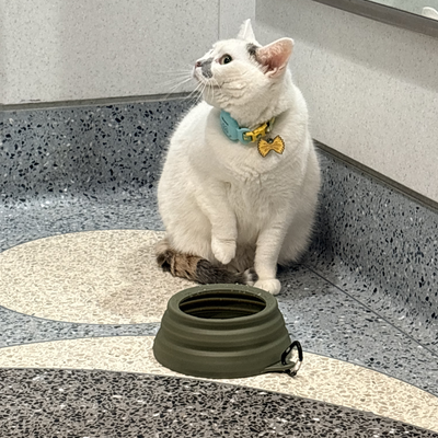 vogel.allison picture