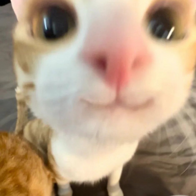 wogk picture
