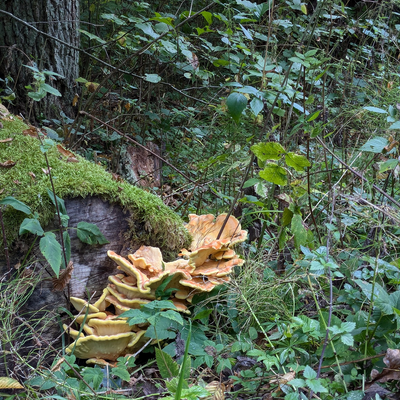 JintheForest picture