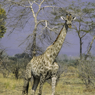 Giraffiathek picture