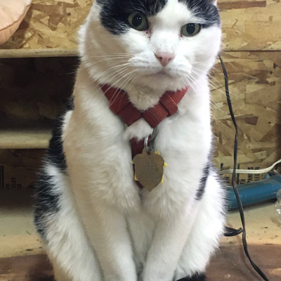 IrinaLessley picture