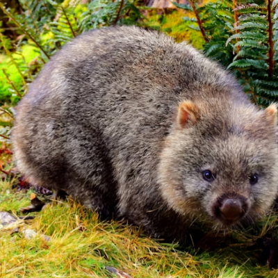 wombatsArebeautiful picture