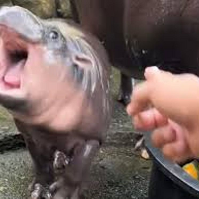 LostMushroom picture