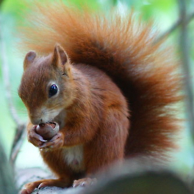 HappyHazelnut picture