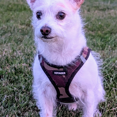 MarianagPaes picture