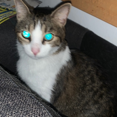 CatKat picture