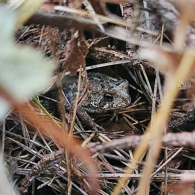 marylovescritters picture