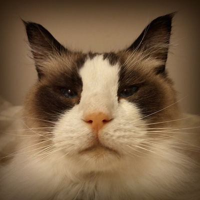 greglief picture