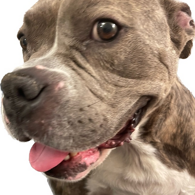 SeitansHelper picture