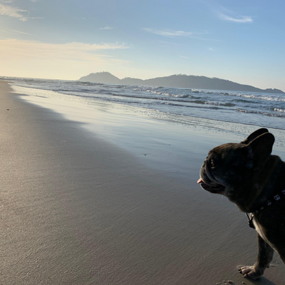 matheuscorradi picture