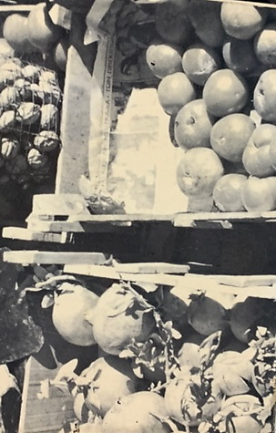 catpigeondinosaur picture