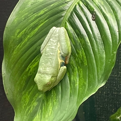 SimonWallTers picture