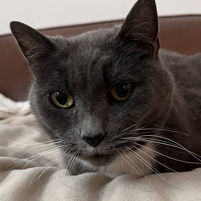 kattycow picture