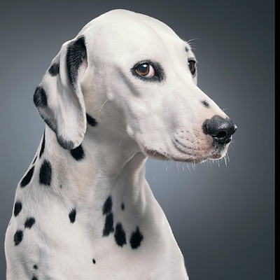 chenayzibran picture