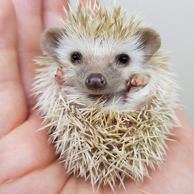 adepaachadda picture