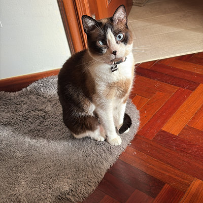 RatitaNavideña picture