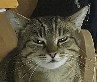 fabuloustapir picture