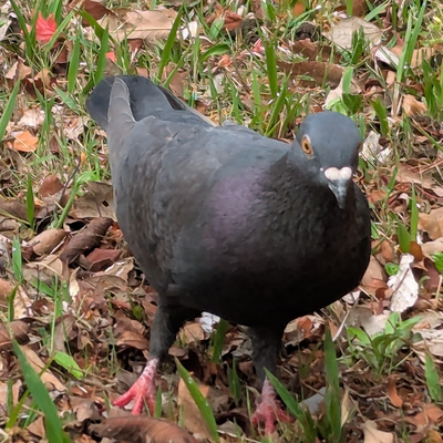 Pigeon🐦 picture