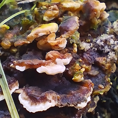 PavlínaCempírková picture