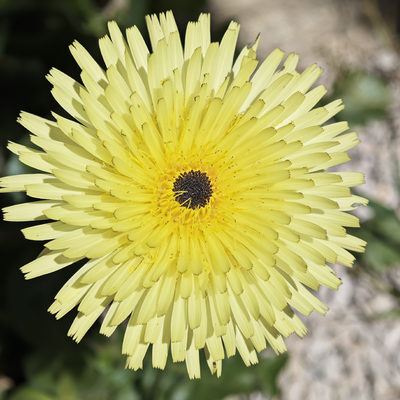 Francescoverde picture