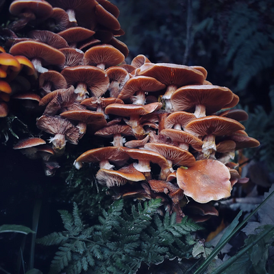 Flying_Whales picture