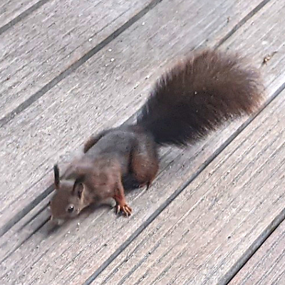 eichhörnchen15 picture