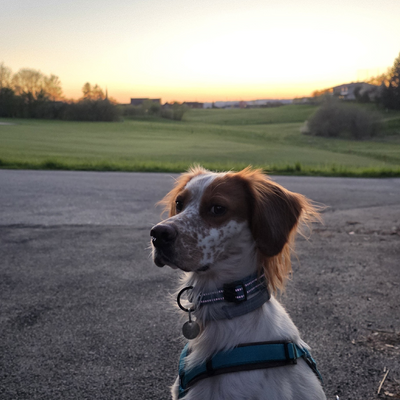 animalfriend88 picture