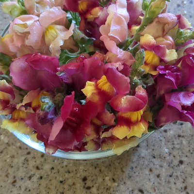 ShellyJamison picture