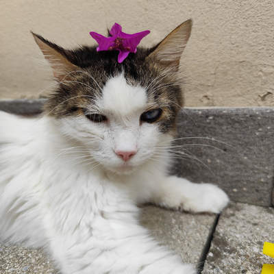 Cosamangiaunvegano picture