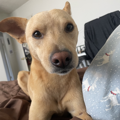 ginnydingo picture