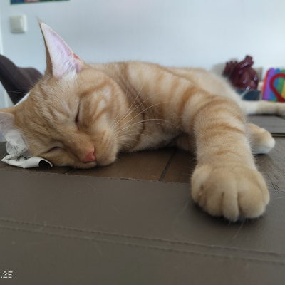 TobiasNöbauer picture