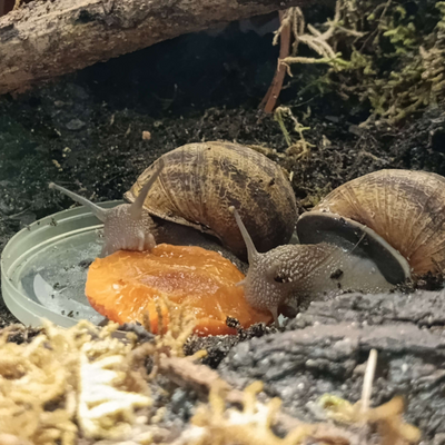 VeganSnails picture